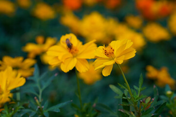 A close-up photo of a colorful cosmos flower garden taken in the cool autumn weather at a park
