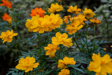 A close-up photo of a colorful cosmos flower garden taken in the cool autumn weather at a park