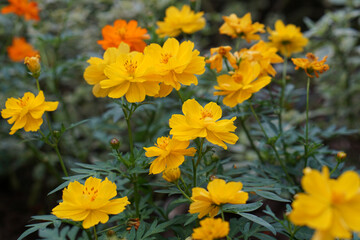 A close-up photo of a colorful cosmos flower garden taken in the cool autumn weather at a park