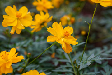 A close-up photo of a colorful cosmos flower garden taken in the cool autumn weather at a park
