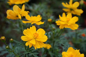 A close-up photo of a colorful cosmos flower garden taken in the cool autumn weather at a park