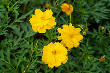 Fototapeta premium A close-up photo of a colorful cosmos flower garden taken in the cool autumn weather at a park