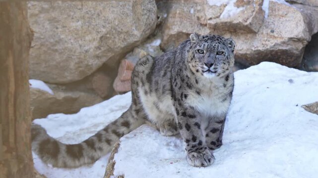 Snow leopard sits on soft snow near massive boulders while gently licking muzzle. Curved fluffy tail forms elegant loop behind powerful body