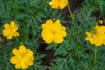 A close-up photo of a colorful cosmos flower garden taken in the cool autumn weather at a park