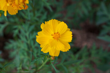A close-up photo of a colorful cosmos flower garden taken in the cool autumn weather at a park