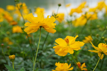 A close-up photo of a colorful cosmos flower garden taken in the cool autumn weather at a park