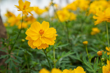 A close-up photo of a colorful cosmos flower garden taken in the cool autumn weather at a park