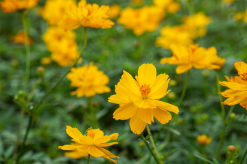 A close-up photo of a colorful cosmos flower garden taken in the cool autumn weather at a park