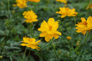 A close-up photo of a colorful cosmos flower garden taken in the cool autumn weather at a park