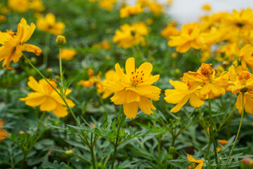 A close-up photo of a colorful cosmos flower garden taken in the cool autumn weather at a park