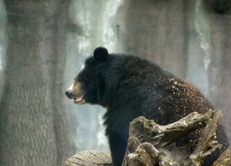 A black bear stands on an elevation in a misty forest. Its thick black fur is covered with dry...