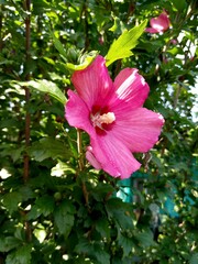 Hibiscus simpe photo on leaves baclground
