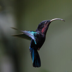 Colibri madère en vol © Joel Quere
