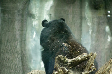 A black bear stands on an elevation in a misty forest. Its thick black fur is covered with dry...