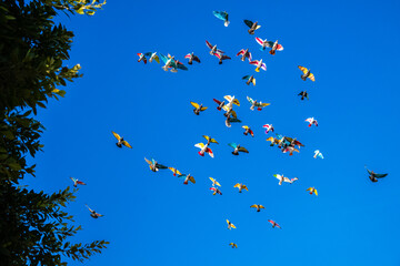 Painted Racing Pigeons Released into the Air During a Pigeon Race Over the Arid Tabernas Desert Landscape, Southern Spain