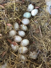 Organic Duck Eggs Resting in Hay
