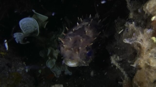 Porcupine fish