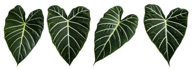 A collection of heart-shaped green leaves is arranged on a transparent surface. Each leaf has a unique shape and pattern, emphasizing their natural beauty and diversity.