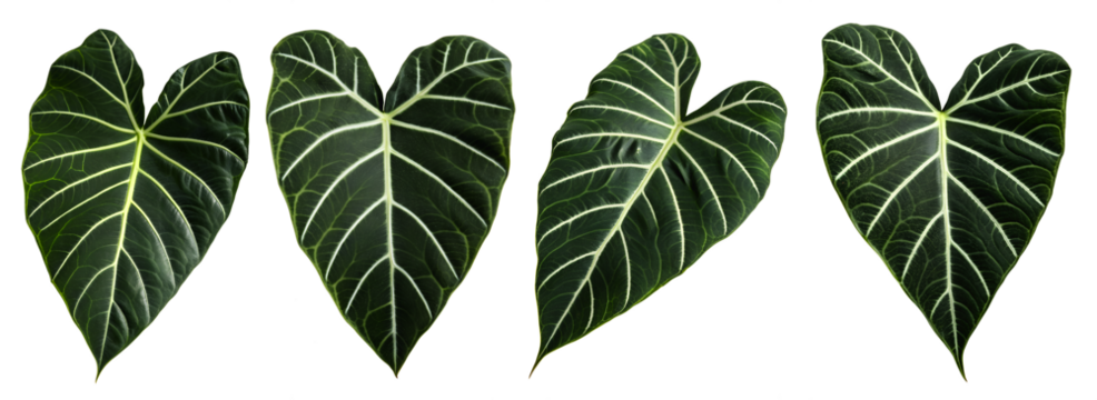 A collection of heart-shaped green leaves is arranged on a transparent surface. Each leaf has a unique shape and pattern, emphasizing their natural beauty and diversity.