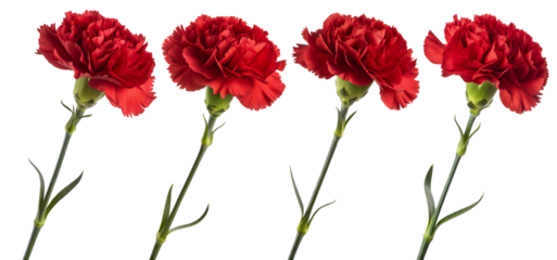 Four bright red carnations are neatly aligned, highlighting their lush petals and green stems. The transparent background emphasizes the beauty of the flowers, creating a striking effect.