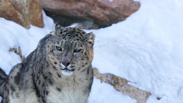 Snow leopard studies wide snowy terrain with intense focused gaze. Calm predator listens closely as crisp winter air carries faint echoes