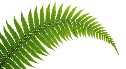 Green fern frond isolated PNG on transparent background, lush tropical foliage for design and...