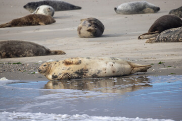 Fototapeta premium Eierland, De Cocksdorp, Texel, The Netherlands, Oktober 28th, 2024, Seals bask peacefully on a sandy beach, showcasing diverse marine wildlife in their natural habitat