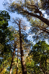 Fototapeta premium Tall woodland trees rising toward a clear blue sky