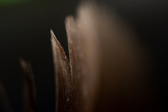 Macro photography of feathers - Powered by Adobe