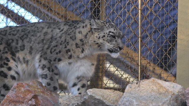 Snow leopard walks steadily across large stone paving near enclosing mesh fence. Animal moves with controlled steps through winter habitat