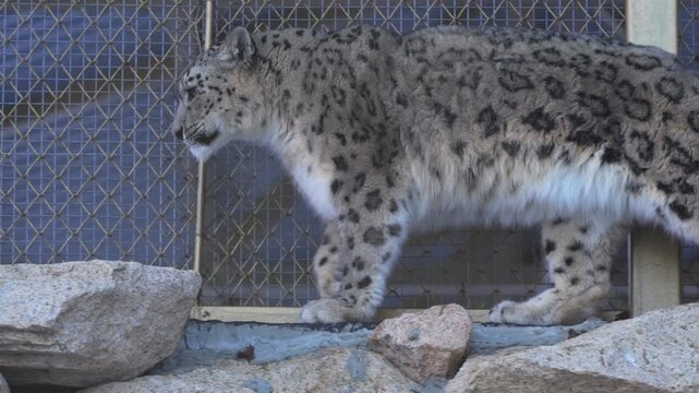 Snow leopard strides across large stone pavement near enclosure fence. Feline moves with powerful cautious steps tail swaying elegantly