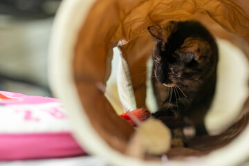サビ猫
