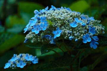 Vibrant Blue Hydrangea Flower Bloom Close-Up