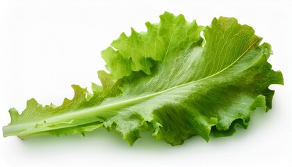 Isolated Green Oak Leaf Lettuce