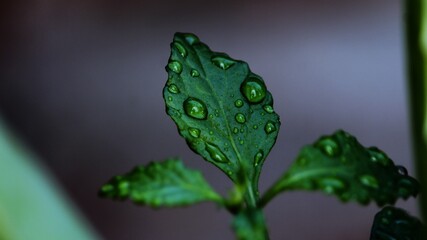 Water drops on a green leaf
