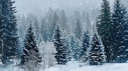 Winter's Silent Embrace: Snow-Covered Pine Forest in Misty Snowfall