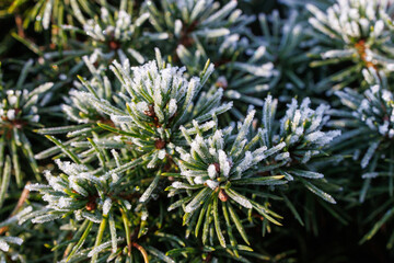 Frost Covered Pine Needles – Winter Evergreen Texture, Christmas Nature Background