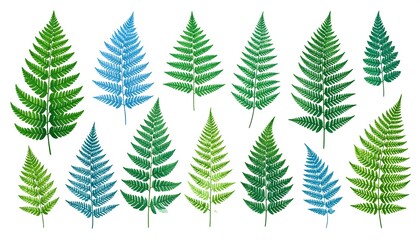 Obraz premium A collection of fern fronds, varying in shades of green and blue, arranged on a clean, white background