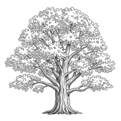 Detailed illustration of a majestic green oak tree with a thick trunk, isolated on white