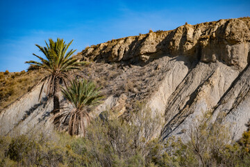 Aerial View of a Small, Verdant Palm Tree Oasis Nestled Within the Arid Expanse of the Tabernas Desert, Southern Spain, Andalusia	