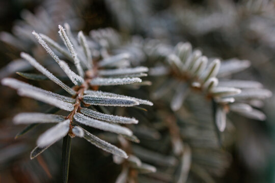 winter frost pine needles close-up with icy hoarfrost natural cold background - Powered by Adobe