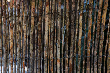Obraz premium Decorative rustic fence crafted from slender tree branches with rich natural bark patterns