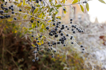 Frozen black privet berries covered with delicate frost, serving as an important natural winter food source for wild birds