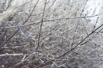 Frost-Covered Winter Branches in Sunlight – Natural Ice Texture Background