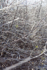 Frost-Covered Winter Branches in Sunlight – Natural Ice Texture Background
