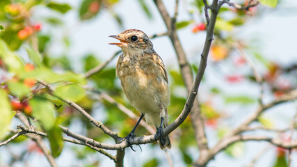 robin on branch