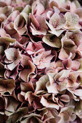 Pink and green shaded hydrangea flower close up texture
