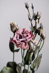 Beautiful fresh pink eustoma flower on the grey background, close up macro view