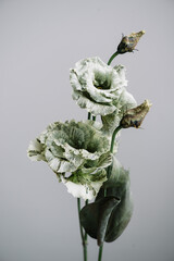 Beautiful fresh green eustoma flower on the grey background, close up macro view