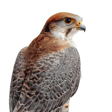 Png of closeup of a chimango caracara isolated on transparent background, showing its brown and gray plumage details